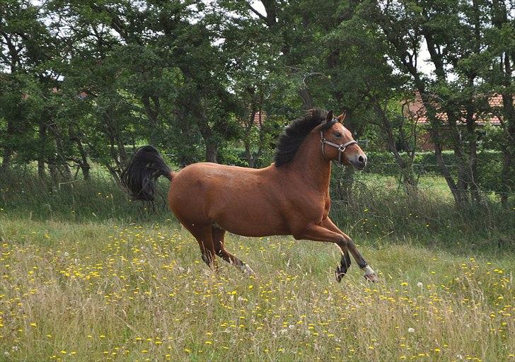 Anden særlig race Prince Star Light *Solgt! /-':* - Prinsen i fart. Sommergræs 2010 ©LKB© billede 17