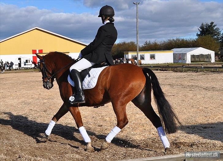 Anden særlig race Prince Star Light *Solgt! /-':* - Snorgaarden stævne. LC kür 1. plads ©LKB© billede 18