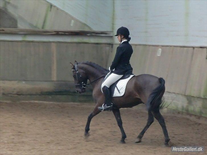 Hollandsk Sportspony Stuntman  - Verdens dejligste pony på MAK, hvor vi vandt LC3 billede 6