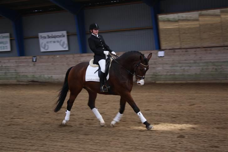 Trakehner Dalton - Solgt:') billede 12