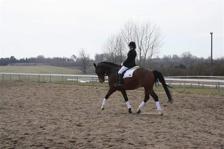 Trakehner Dalton - Solgt:') billede 13