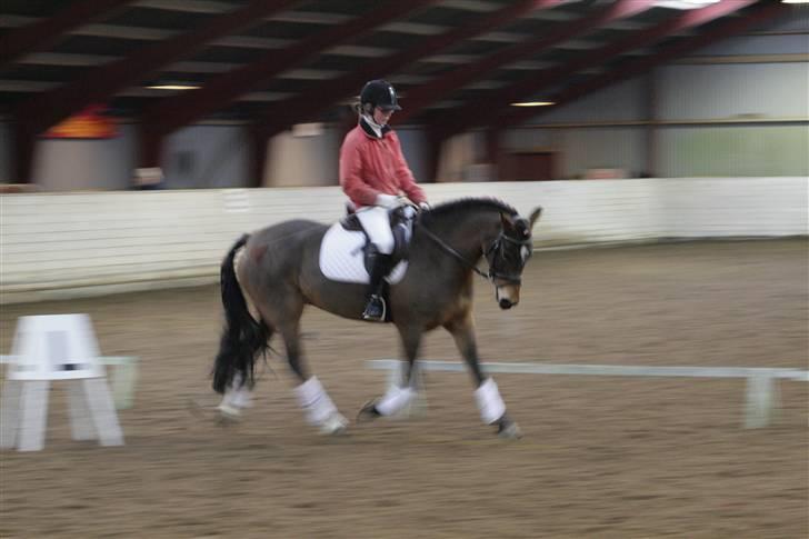 Welsh Cob (sec D) Donna Hougaard billede 1