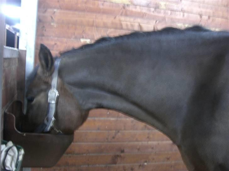 Welsh Cob (sec D) Donna Hougaard billede 2