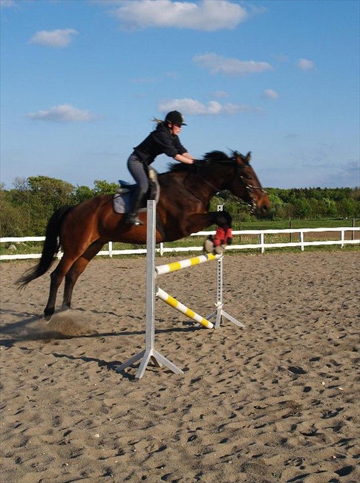 Oldenborg fredrik - springtræning 110 cm. billede 11