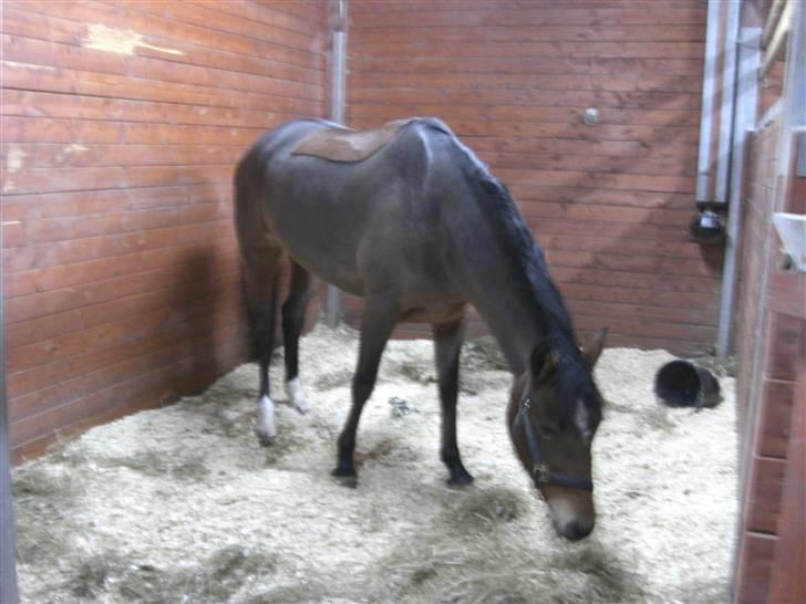 Welsh Cob (sec D) Donna Hougaard billede 3