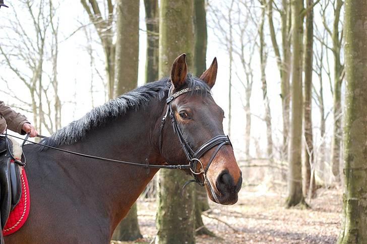 Oldenborg fredrik - ynglings billede af drengen fotograf sanne billede 12