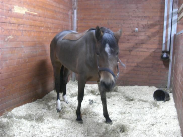 Welsh Cob (sec D) Donna Hougaard billede 4