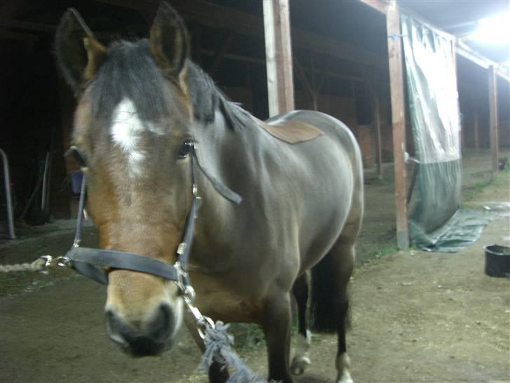Welsh Cob (sec D) Donna Hougaard billede 5