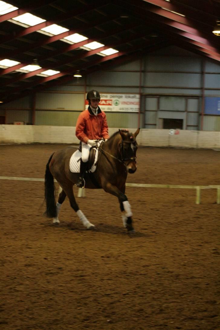 Welsh Cob (sec D) Donna Hougaard billede 6