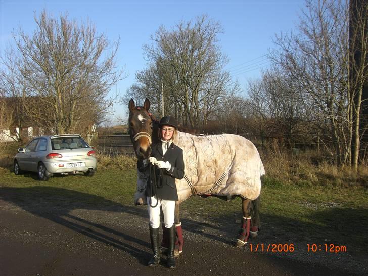 Welsh Cob (sec D) Donna Hougaard billede 7