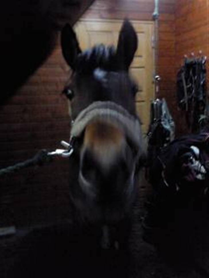 Welsh Cob (sec D) Donna Hougaard billede 8