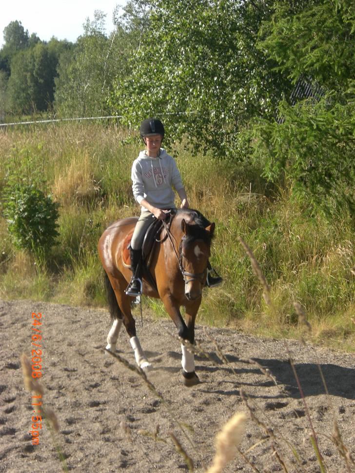 Welsh Cob (sec D) Donna Hougaard billede 9