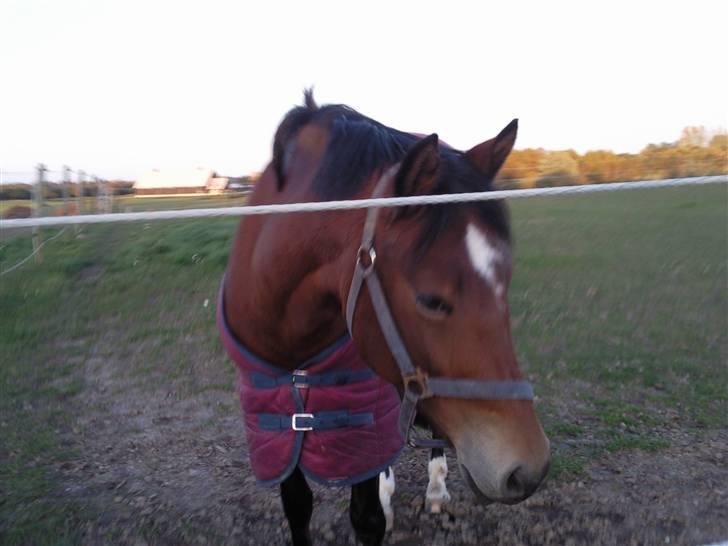 Welsh Cob (sec D) Donna Hougaard billede 10