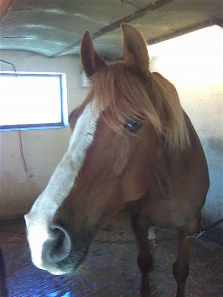 Dansk Varmblod Gaston Nørgaard  billede 1