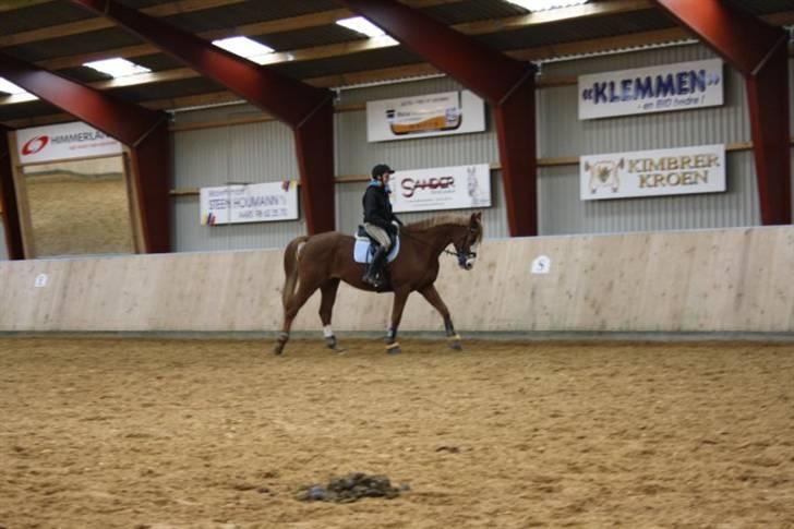 Dansk Varmblod Gaston Nørgaard  billede 2