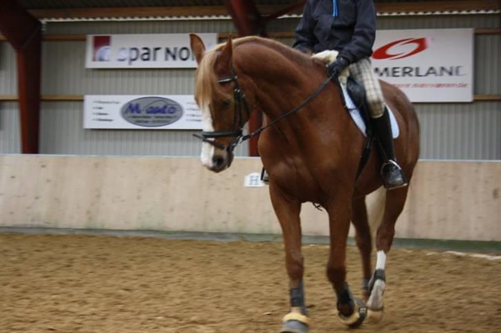 Dansk Varmblod Gaston Nørgaard  billede 3