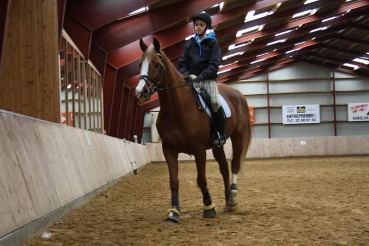 Dansk Varmblod Gaston Nørgaard  billede 4