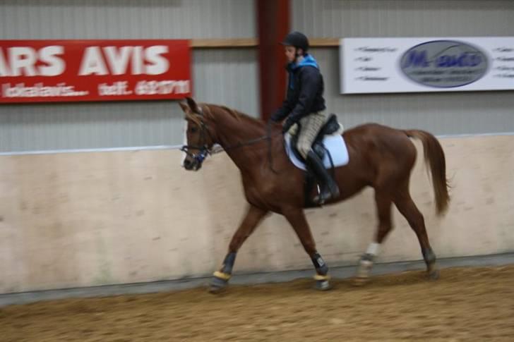 Dansk Varmblod Gaston Nørgaard  billede 5