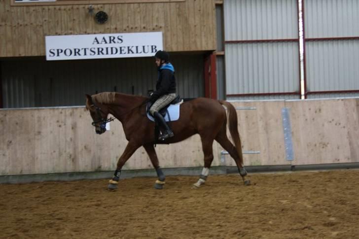 Dansk Varmblod Gaston Nørgaard  billede 6