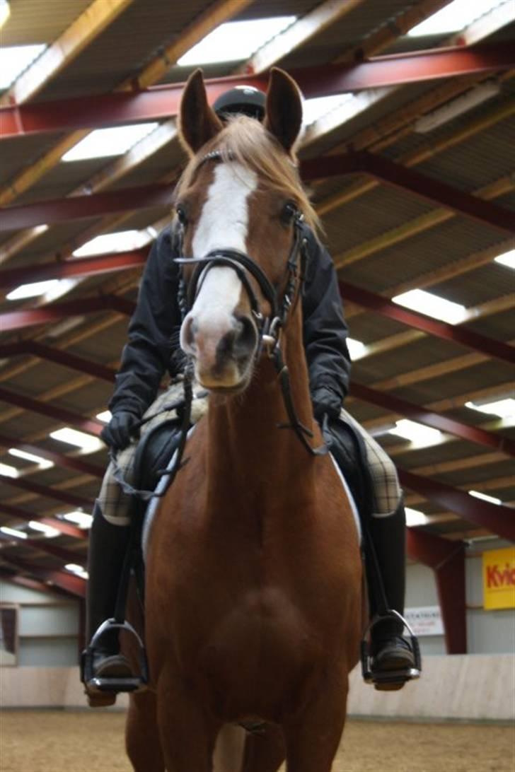 Dansk Varmblod Gaston Nørgaard  billede 7