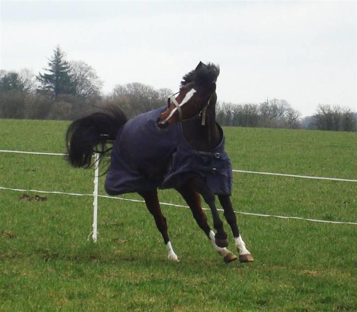 Welsh Partbred (Sec F) Daisy JV - "Af banen her kommer jeeeeeg ! " :D MIN CUTIE billede 16