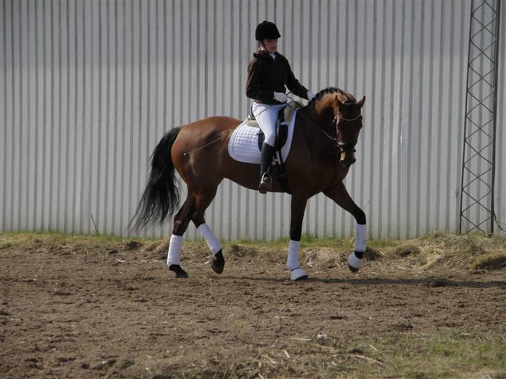 Dansk Varmblod JAP's Amazing Star - Opvarmning stævne d. 3 april på KBK billede 12