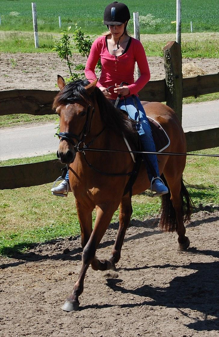 Cruzado Vanilla sky (solgt) - Nilla med ny fin sadel billede 18