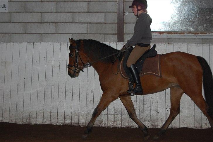 Cruzado Vanilla sky (solgt) - Nu påbegyndt tilridning billede 19