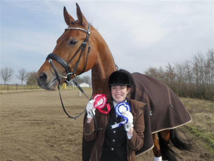 Dansk Varmblod JAP's Amazing Star - To rosetter til stævnet på KBK d. 3.april. Dygtige Stjerne.. billede 14