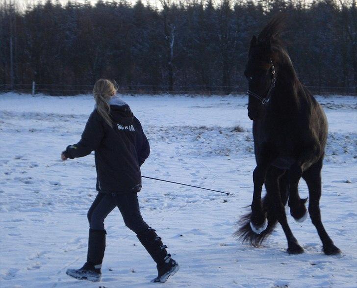 Frieser Acasia af stormarksgaarde stb. - Leger i det nye sne, den 27 november 2010  - 2  år.. billede 2