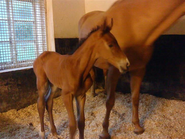 Svensk Varmblod Lucky Larissa billede 2