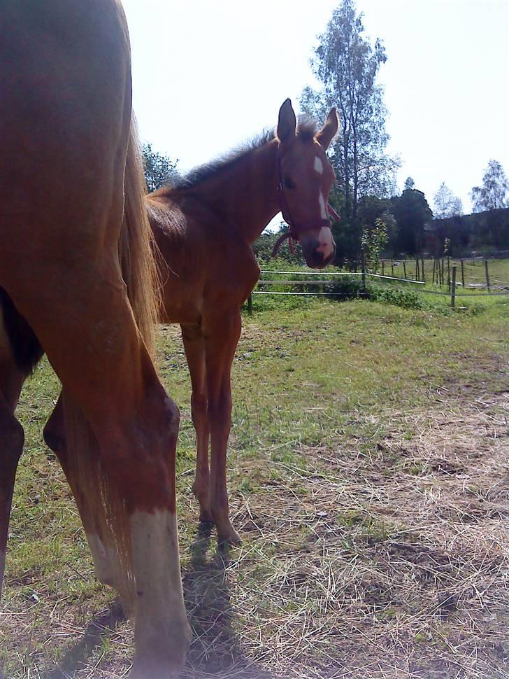 Svensk Varmblod Lucky Larissa billede 3