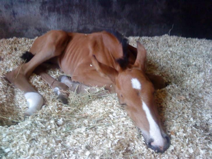 Svensk Varmblod Lucky Larissa billede 4