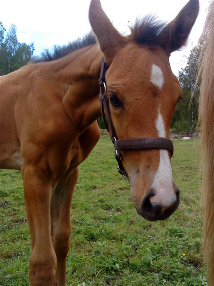 Svensk Varmblod Lucky Larissa billede 5