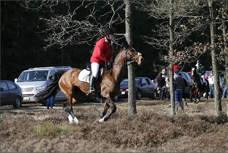 Holstener Ocean's Cypre - Jagt i Kompedal - 3/4 2010 billede 10