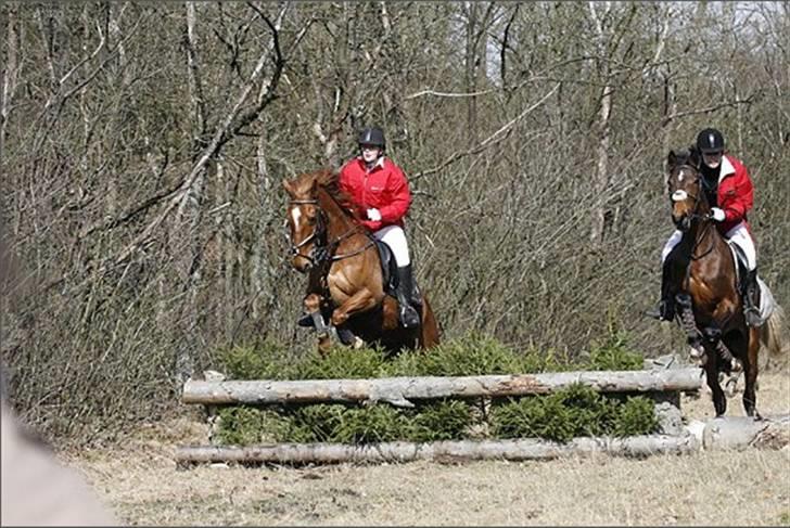 Holstener Ocean's Cypre - Artax, og Cypres kommer lige bagefter - Kompedal 3/4 2010 billede 11