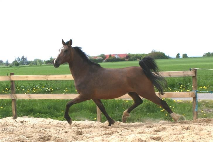 Arabisk fuldblod (OX) Mechta Solgt til opdrætteren. billede 1