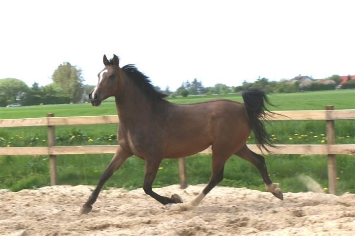 Arabisk fuldblod (OX) Mechta Solgt til opdrætteren. billede 2