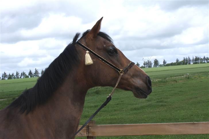 Arabisk fuldblod (OX) Mechta Solgt til opdrætteren. billede 3