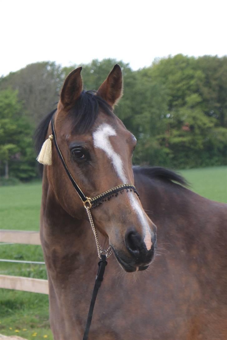 Arabisk fuldblod (OX) Mechta Solgt til opdrætteren. billede 4