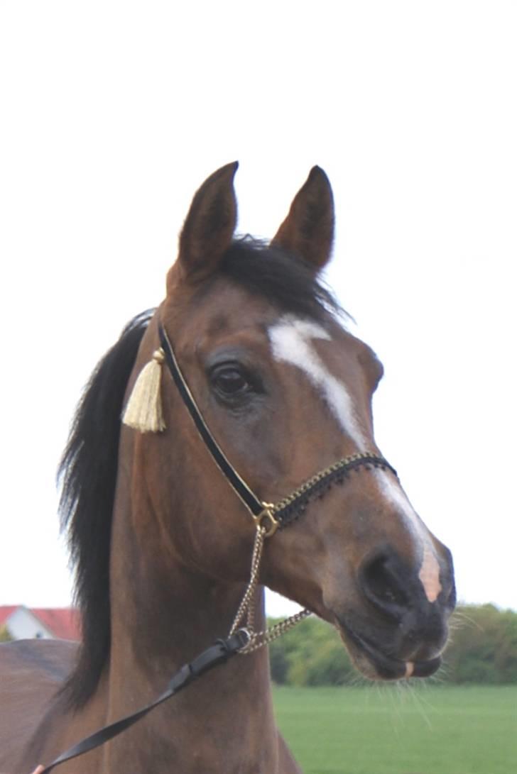 Arabisk fuldblod (OX) Mechta Solgt til opdrætteren. billede 5