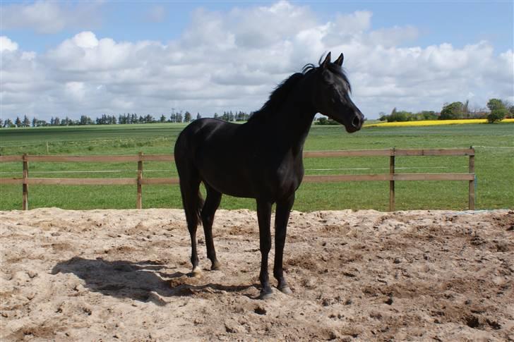 Hannoveraner Sarilida - Sarilida 2 år billede 1