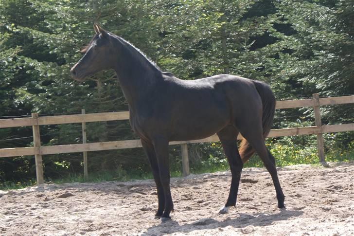 Hannoveraner Sarilida - 18/5 09 billede 2