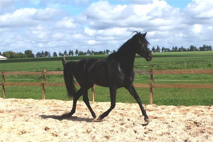 Hannoveraner Sarilida billede 3