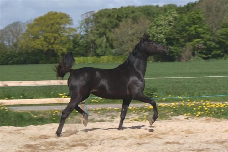 Hannoveraner Sarilida billede 4