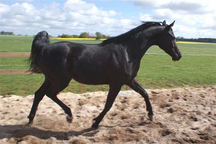 Hannoveraner Sarilida - Sarilida som 2 årig billede 5