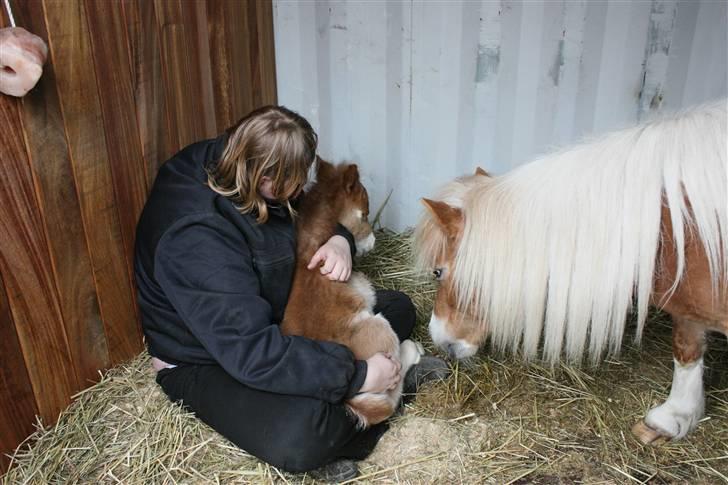 Shetlænder Rekrut af Lilleskov billede 8