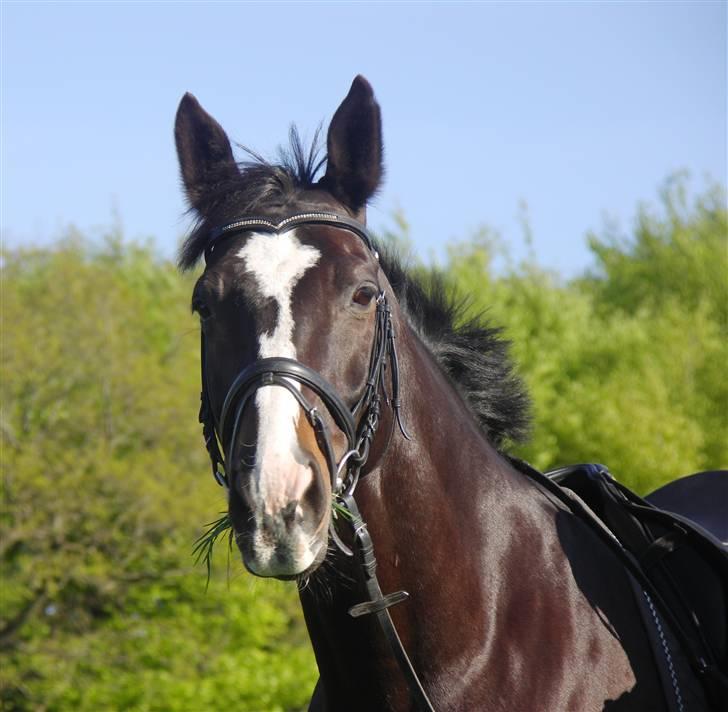Anden særlig race Kasper  - Kasper  billede 1