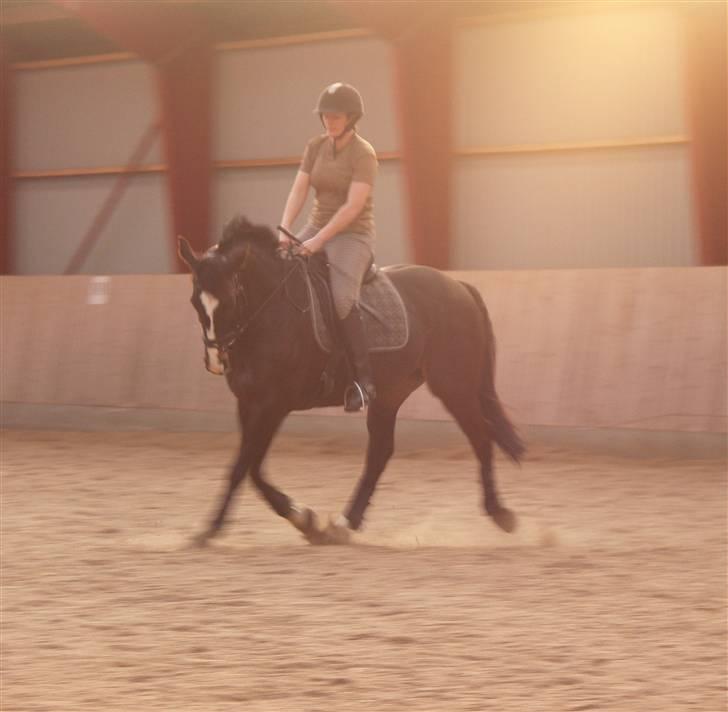 Anden særlig race Kasper  - Så skal der trænes .. billede 4