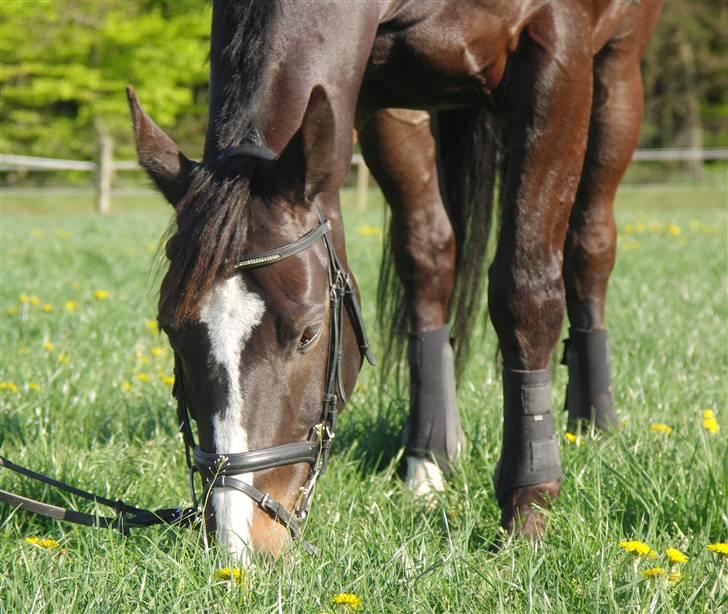 Anden særlig race Kasper  - Uhmm Kasper elsker lækker græs .. Nu er han på de evige græsmaker :o( billede 6